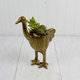Golden Ostrich arrangement