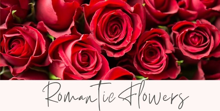 Romance flowers Charlotte