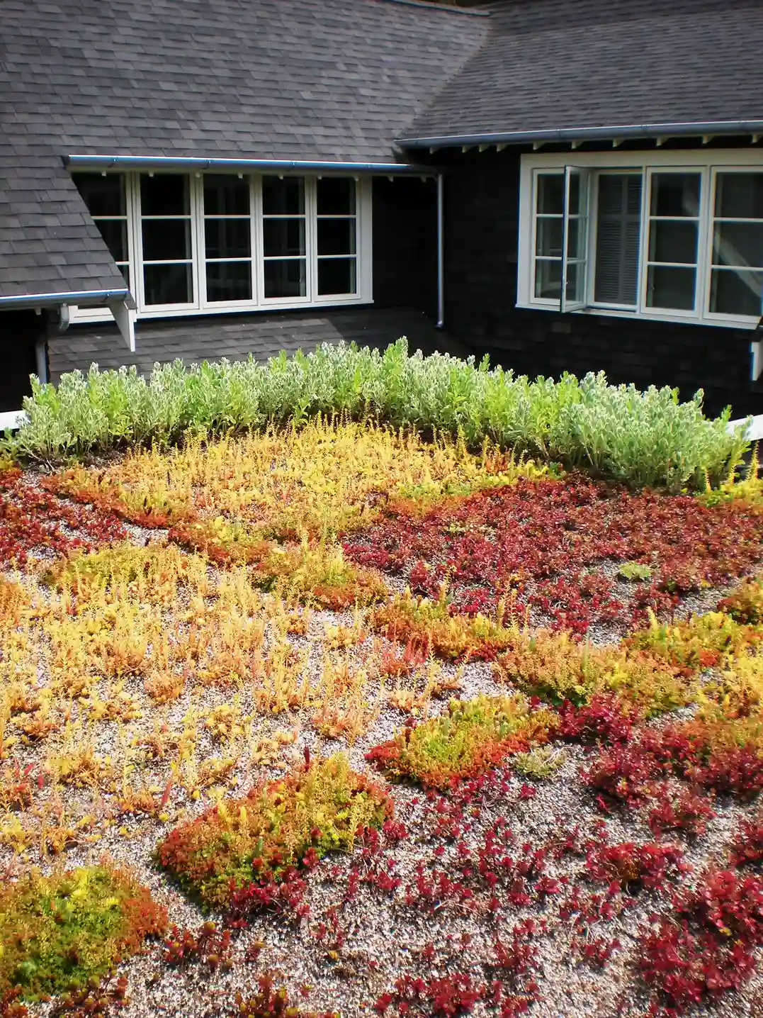 Colorful sedum green roof