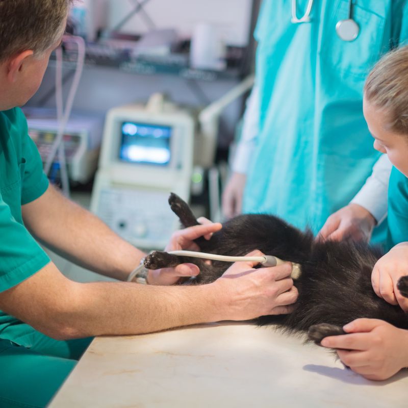 Vet Surgical Procedures