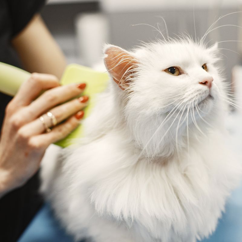 Naples Pet Groomer Cat