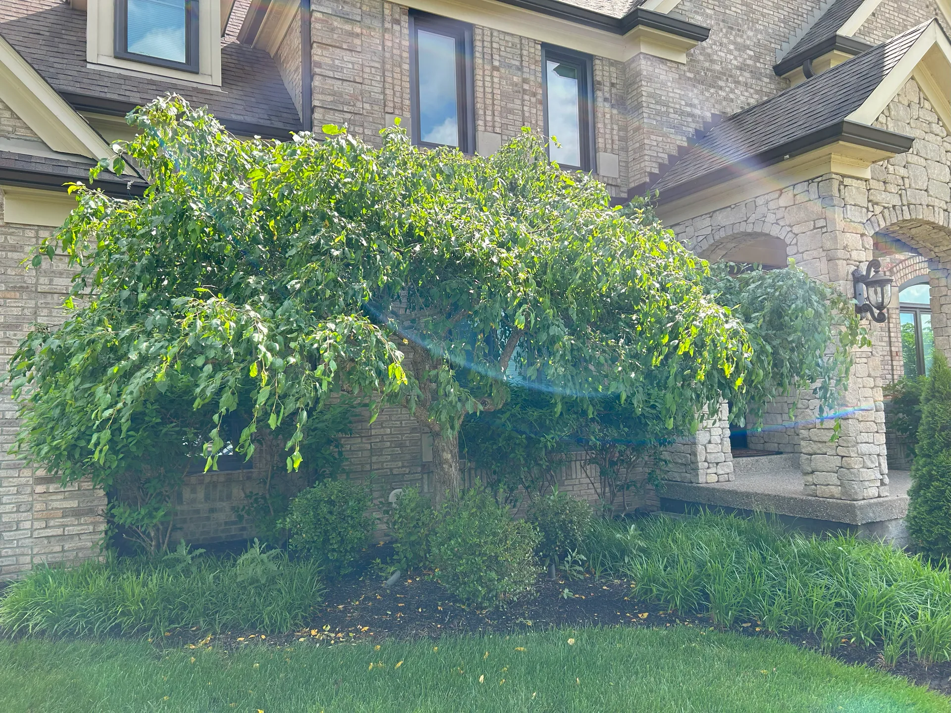 Landscape Maintenance