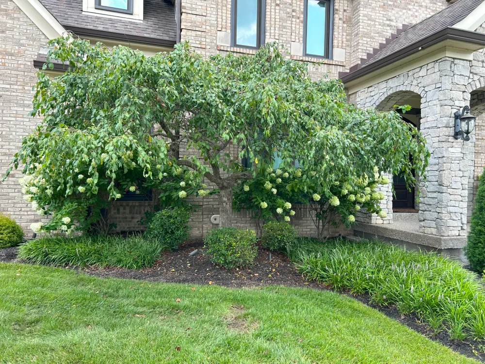 Landscaping before and after