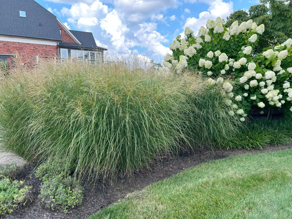 Landscaping transformation