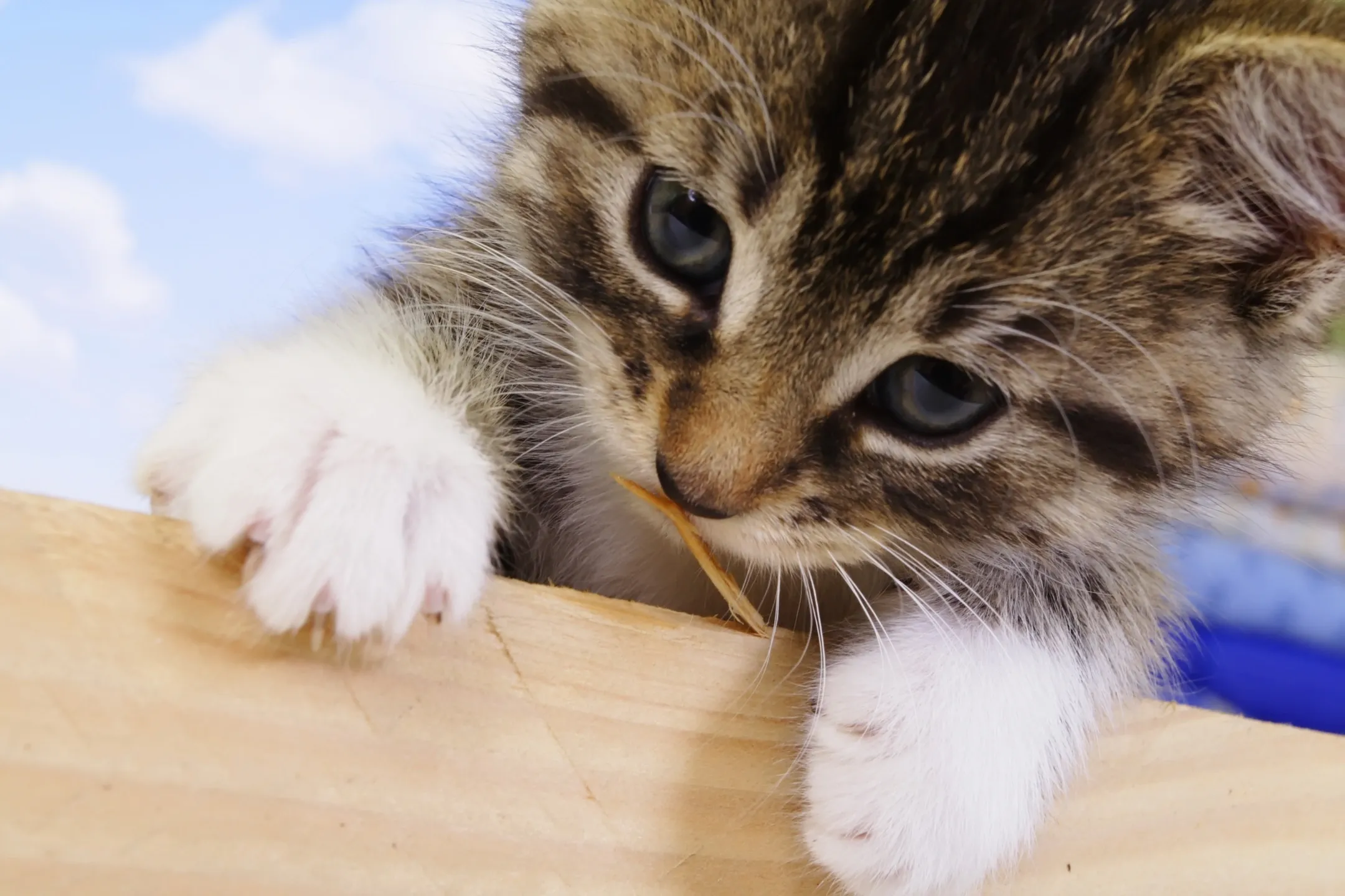 Happy pets at Paw Palace of Atlanta