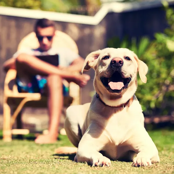 Pet grooming services at Paw Palace Atlanta