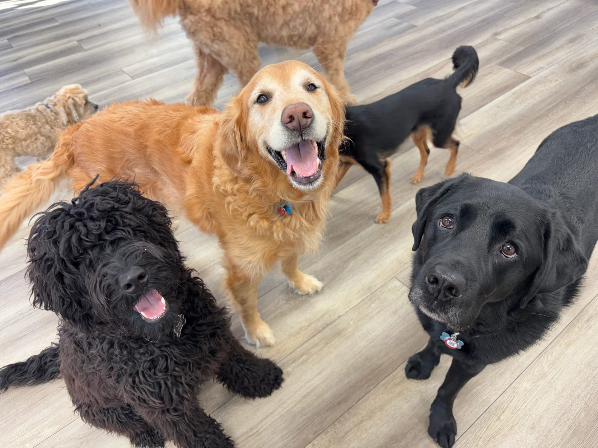 Dogs playing at PAWS