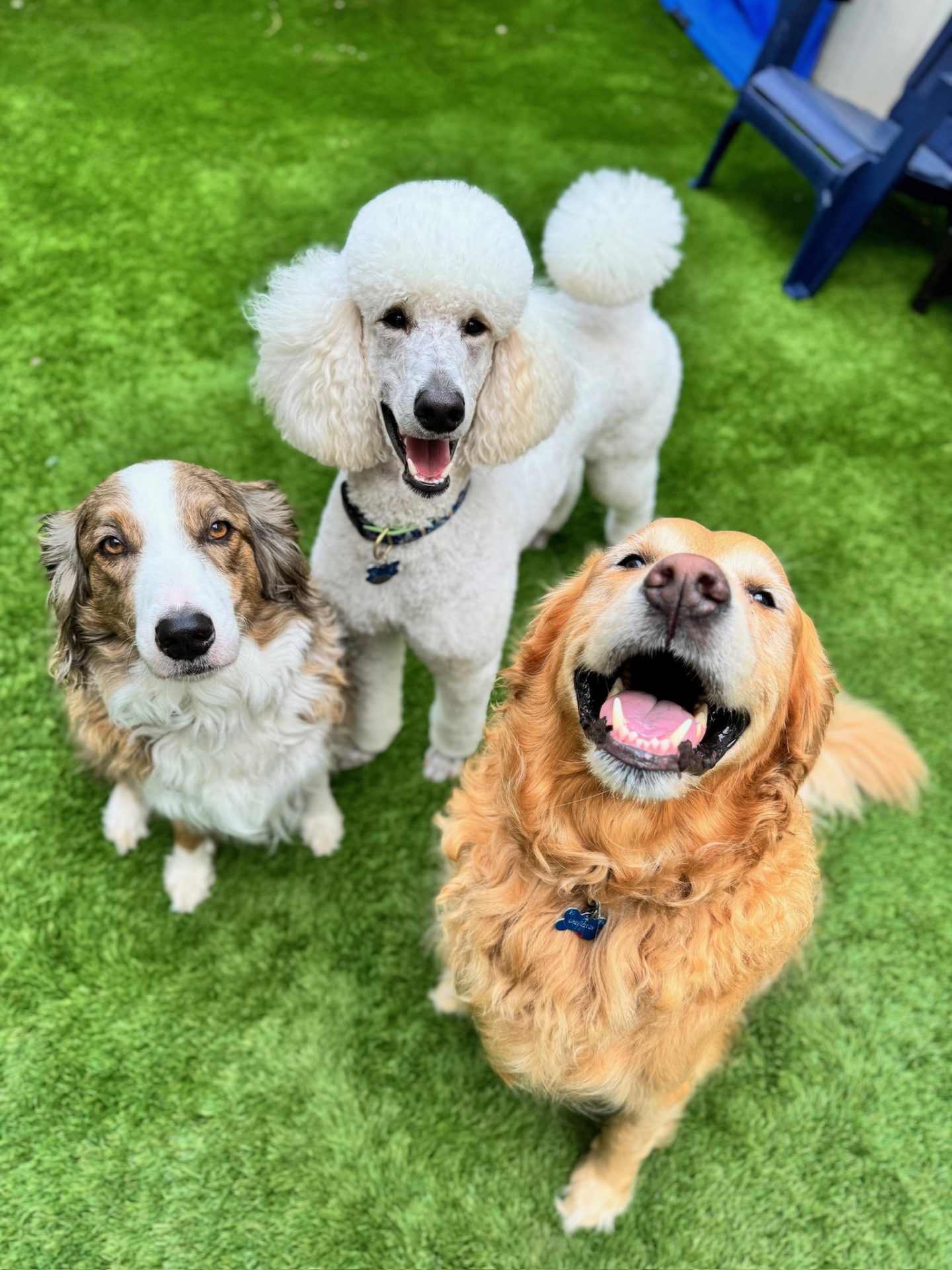 Dog Training Academy