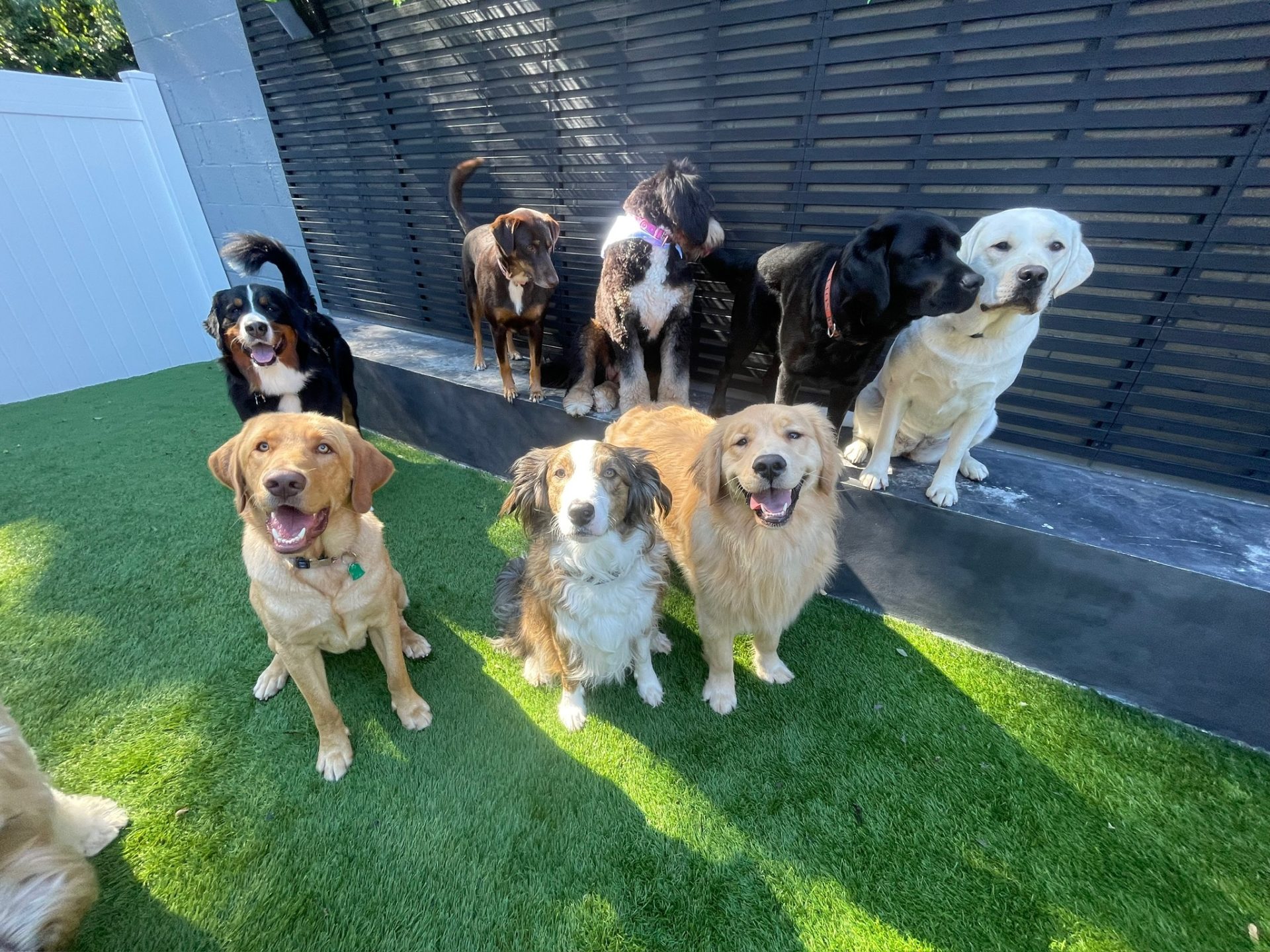 Dogs at PAWS of Greenwich