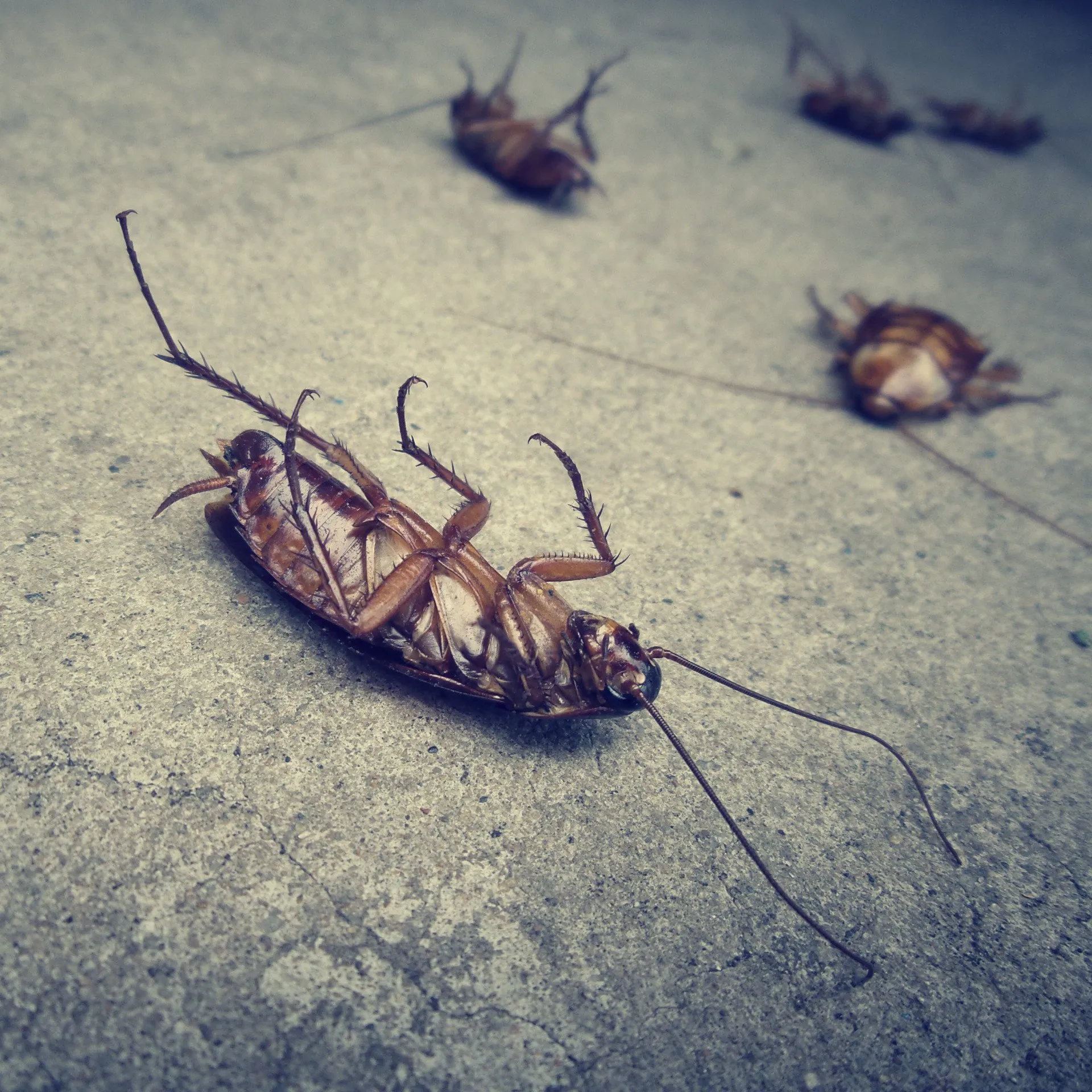 Residential pest control