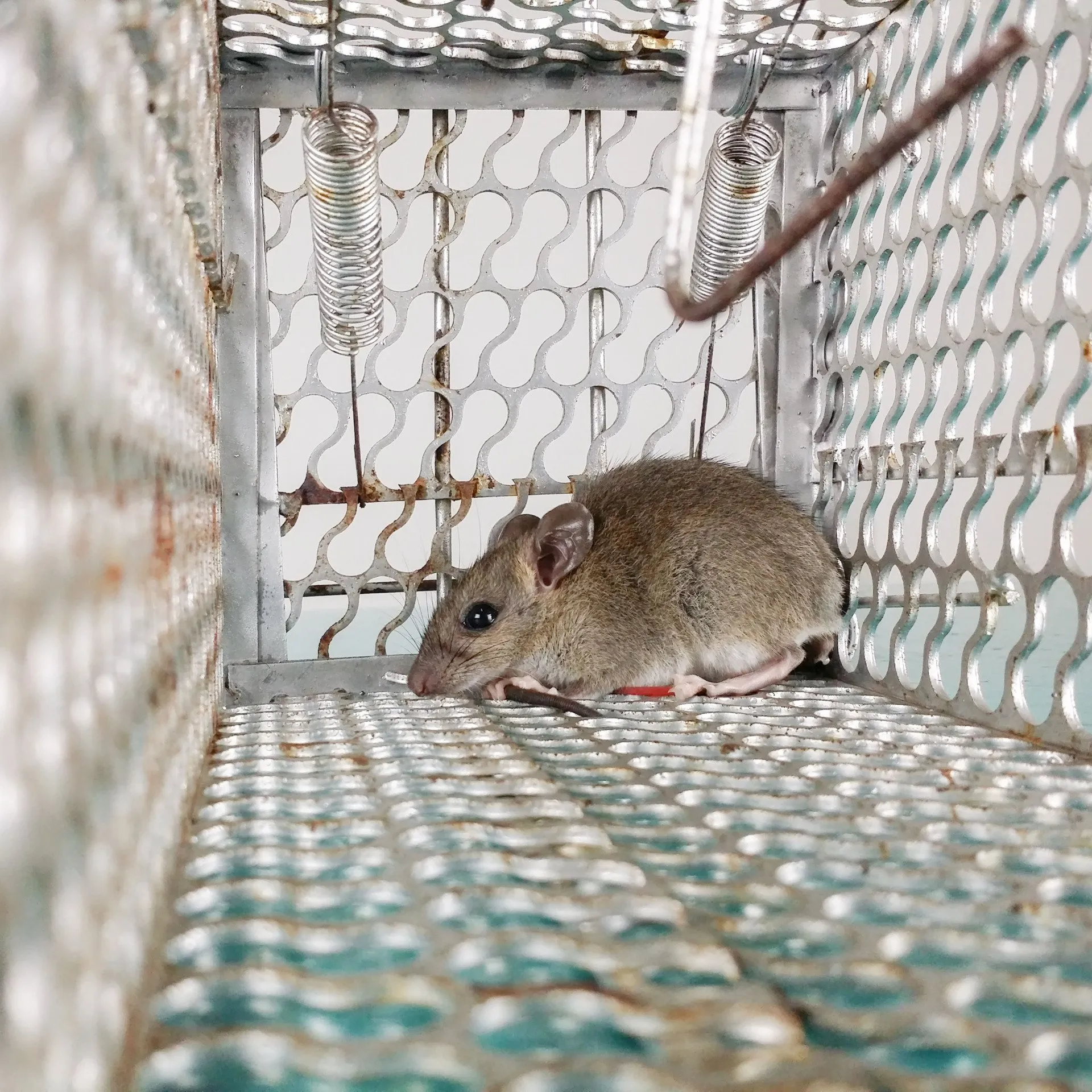 Clean commercial kitchen pest-free