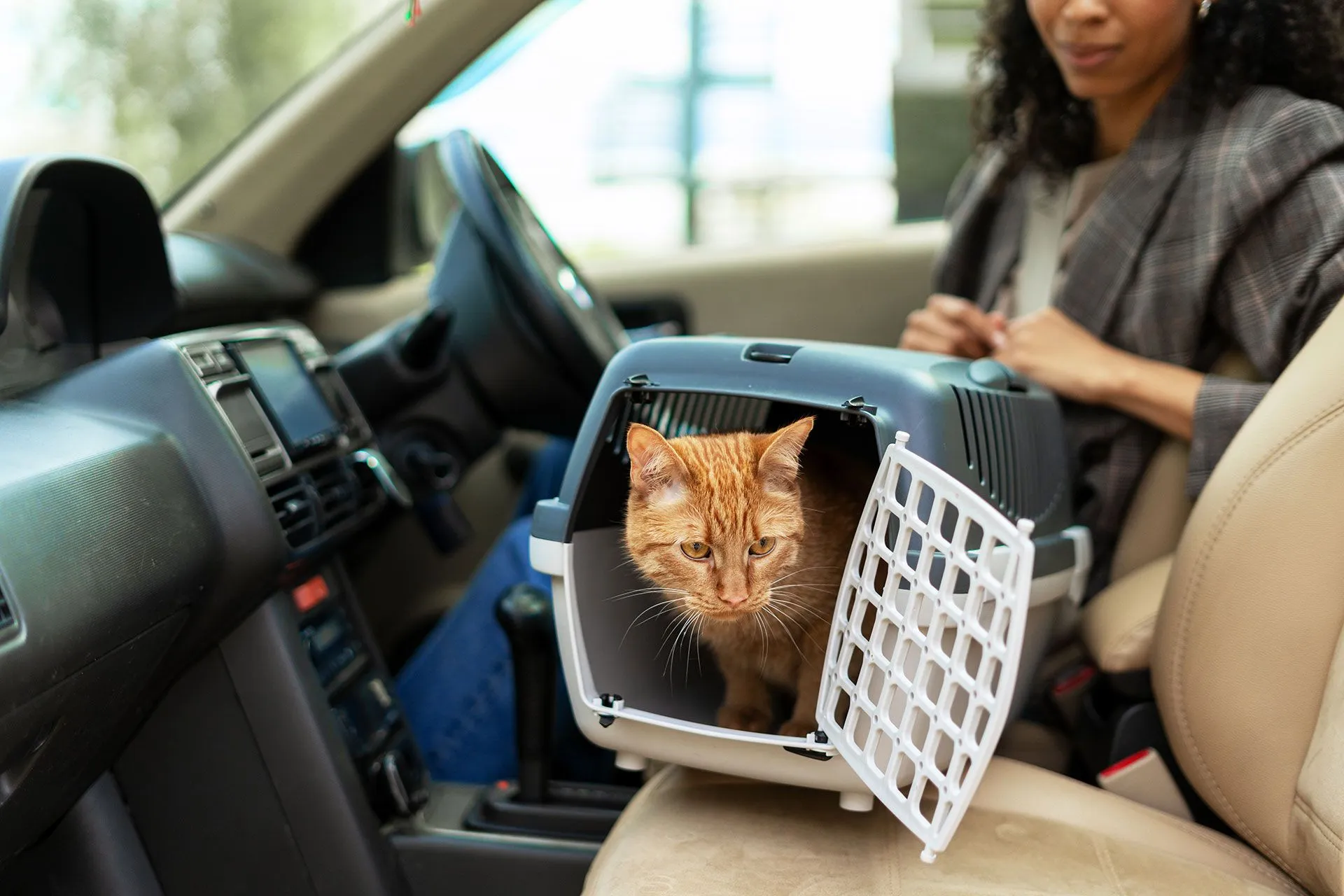 Pet traveling safely in carrier — Pet Limo transportation