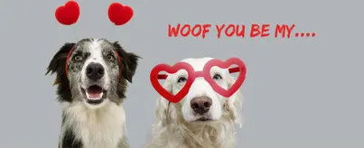 Groomed pet at Petrichor