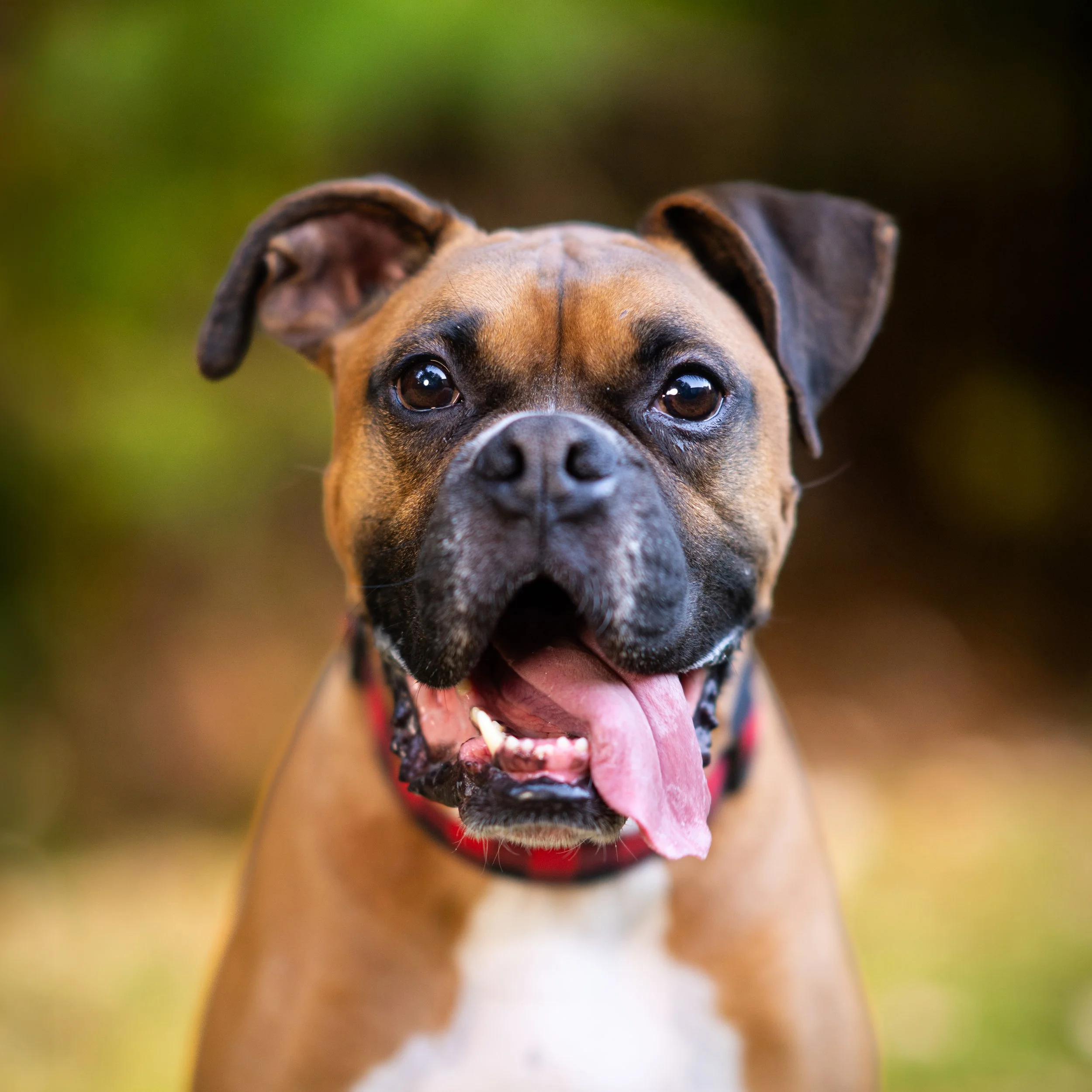 Pet portrait Charlotte