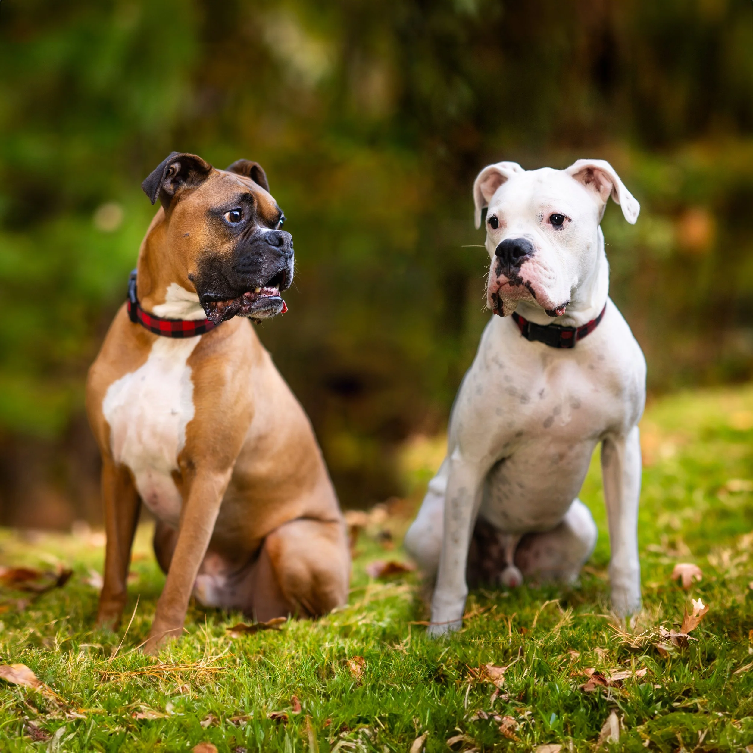 Charlotte Pet Photography Sessions