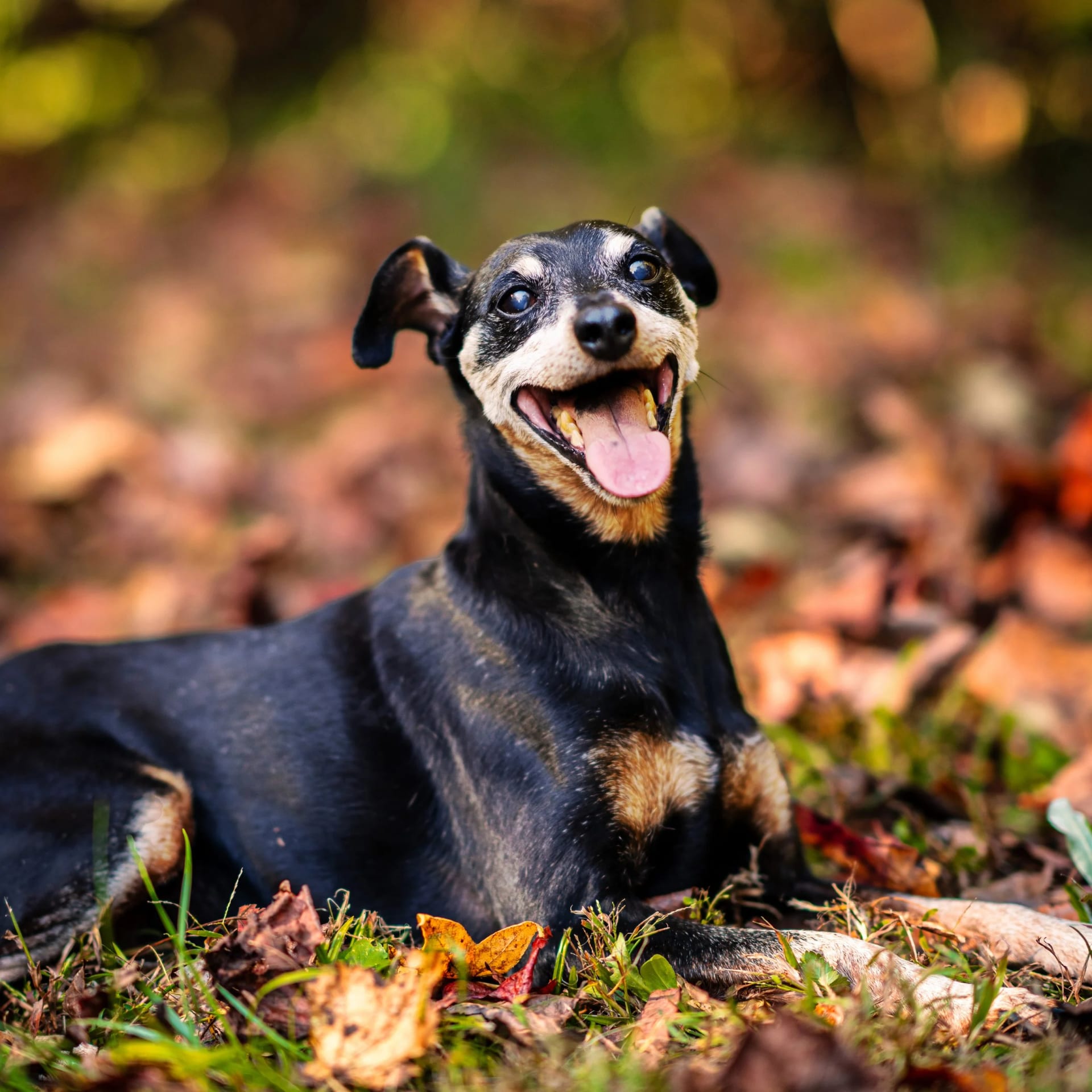 Pet photography Charlotte