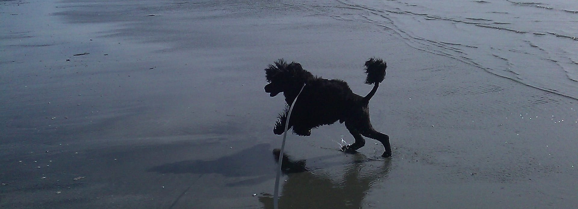 Dog grooming at Posh Paws Seattle