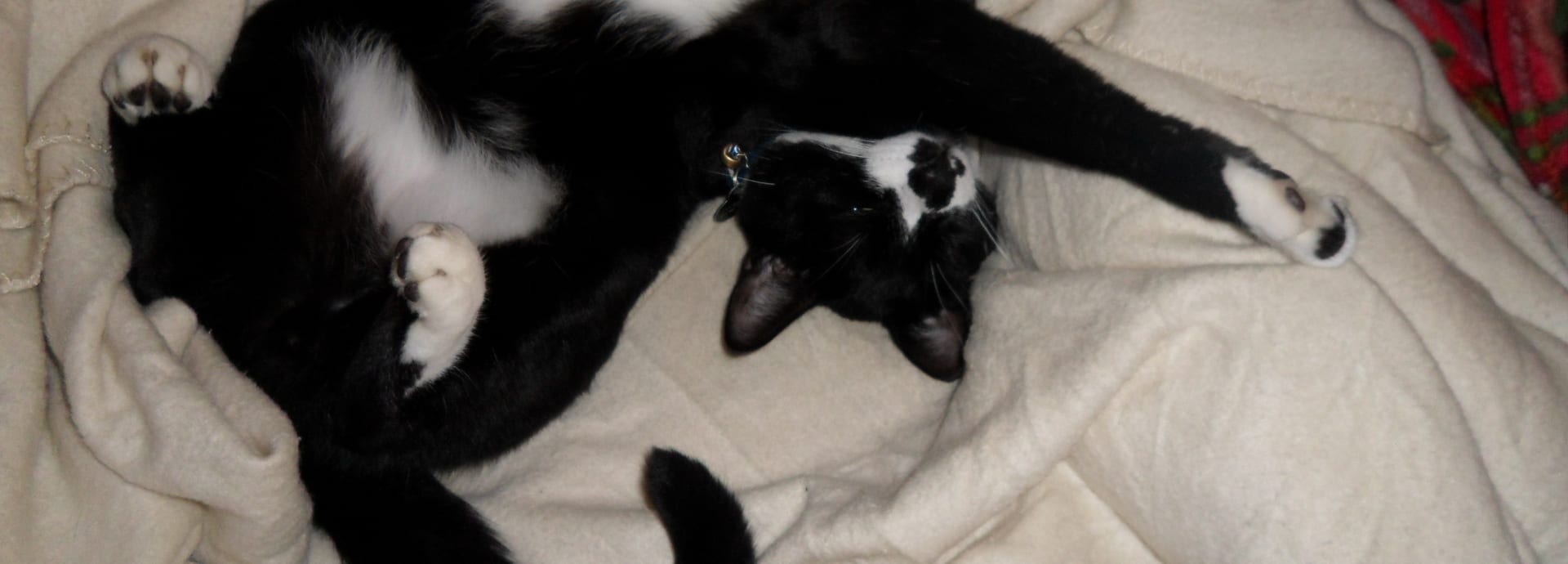 Cat grooming at Posh Paws Seattle