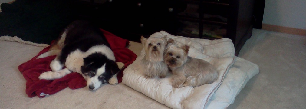 Show grooming services