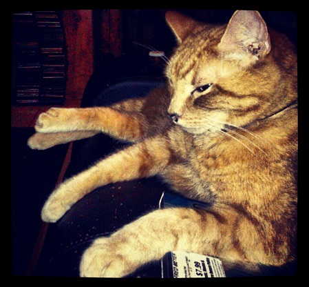 Happy pet at Posh Paws Seattle