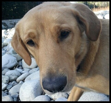 Nail trims and accessories