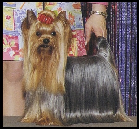 Groomed dog at Posh Paws