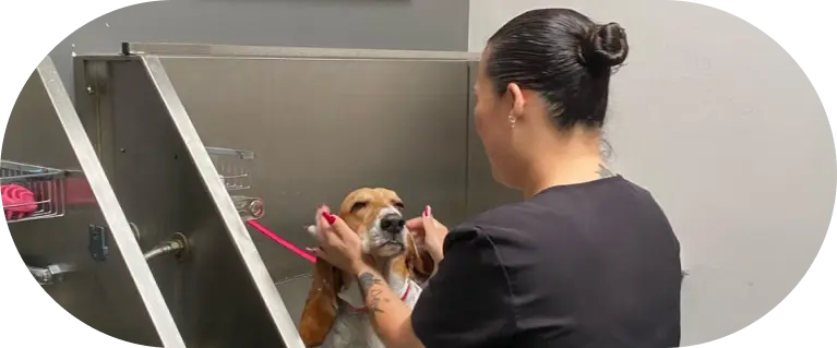 Dog Grooming and Spa at Puparazzi LA