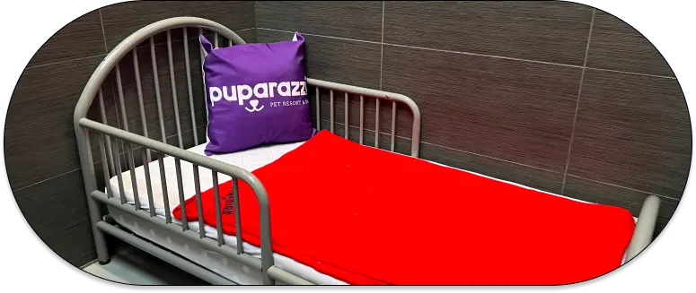 Luxury dog hotel suites at Puparazzi