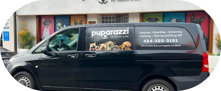 Dog Daycare at Puparazzi LA