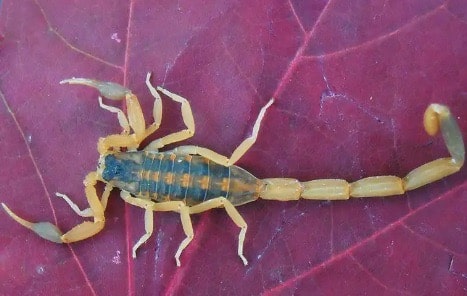 Scorpion control Tucson AZ