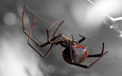 Weed control services Tucson