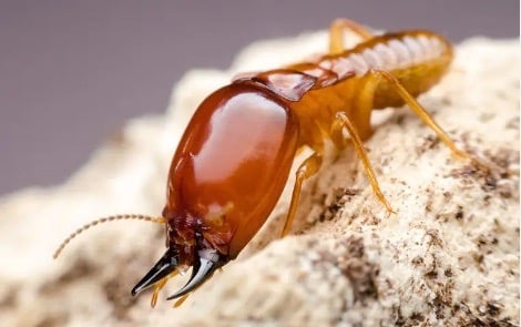 Termite control Tucson