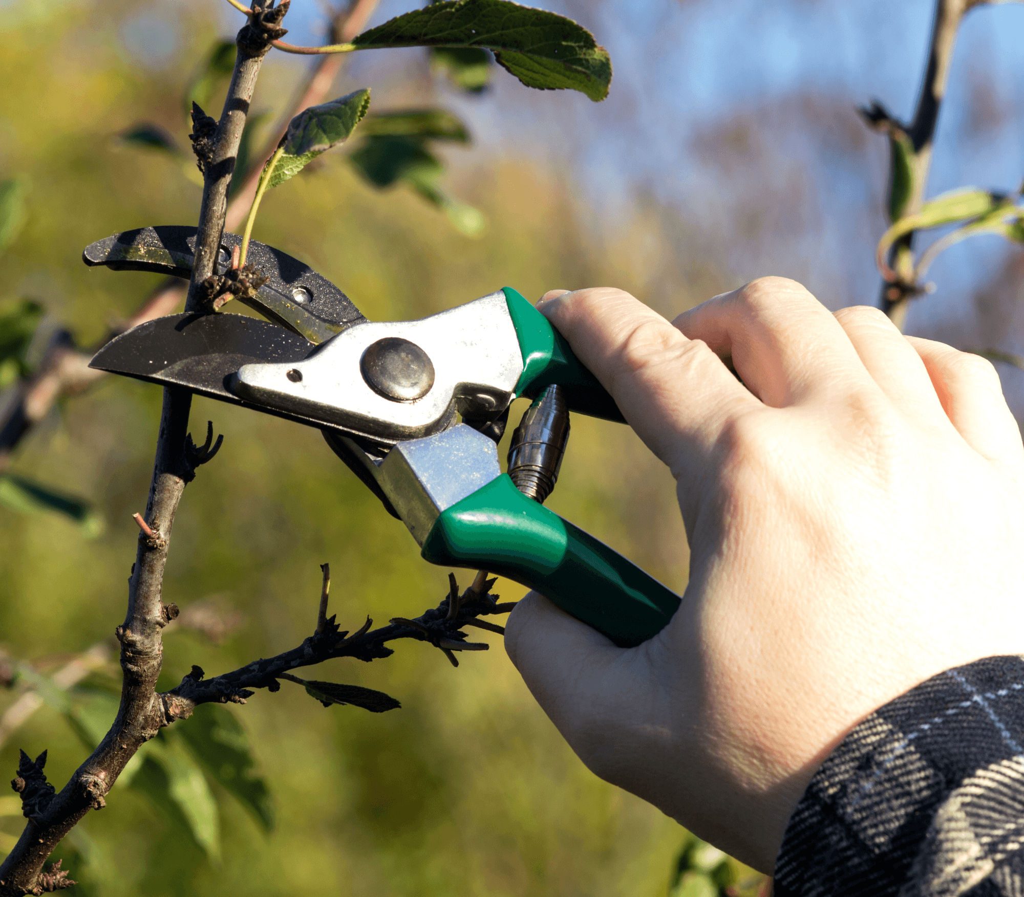 Stamford CT Tree Pruning & Bush Trimming