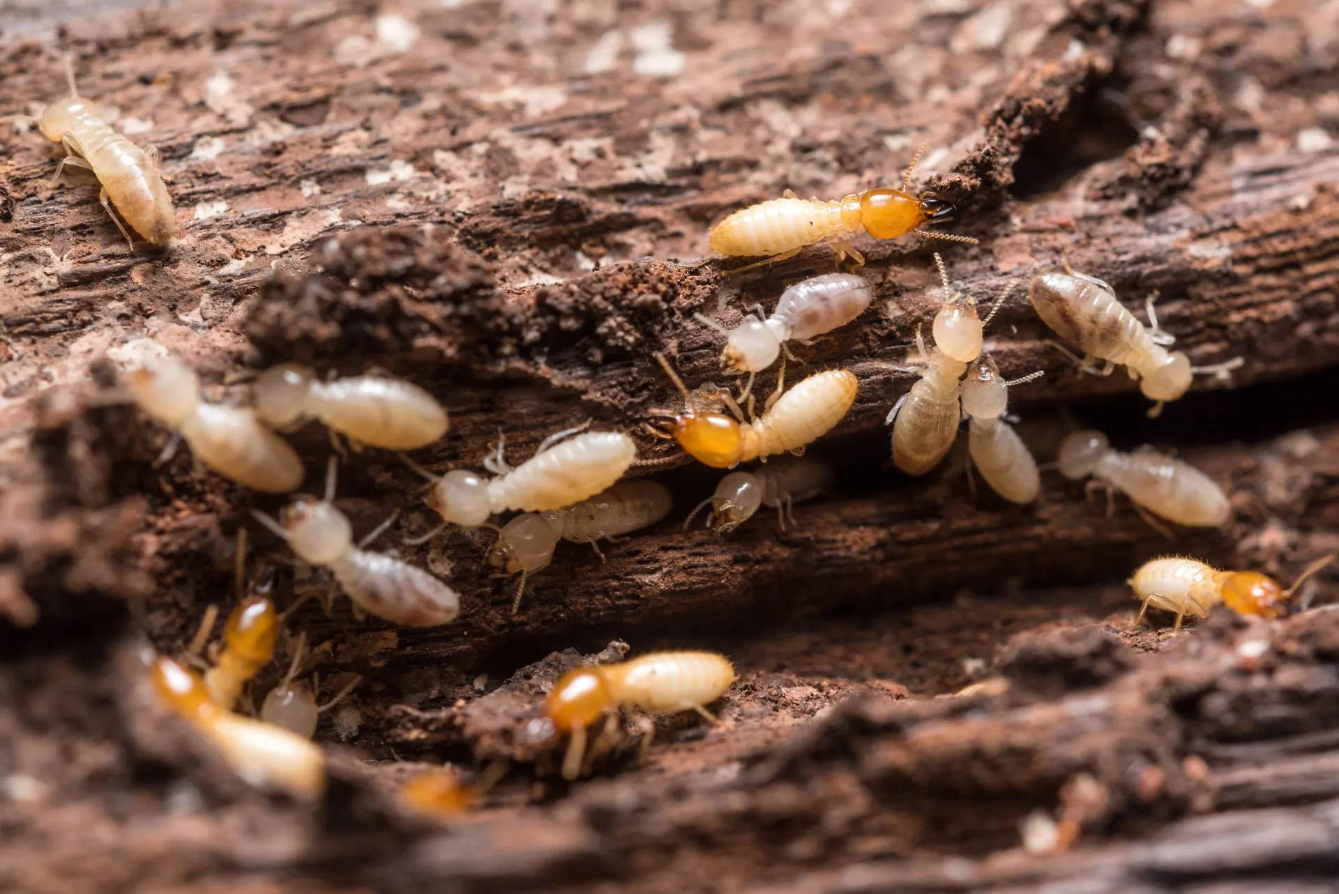 Termite Control San Diego