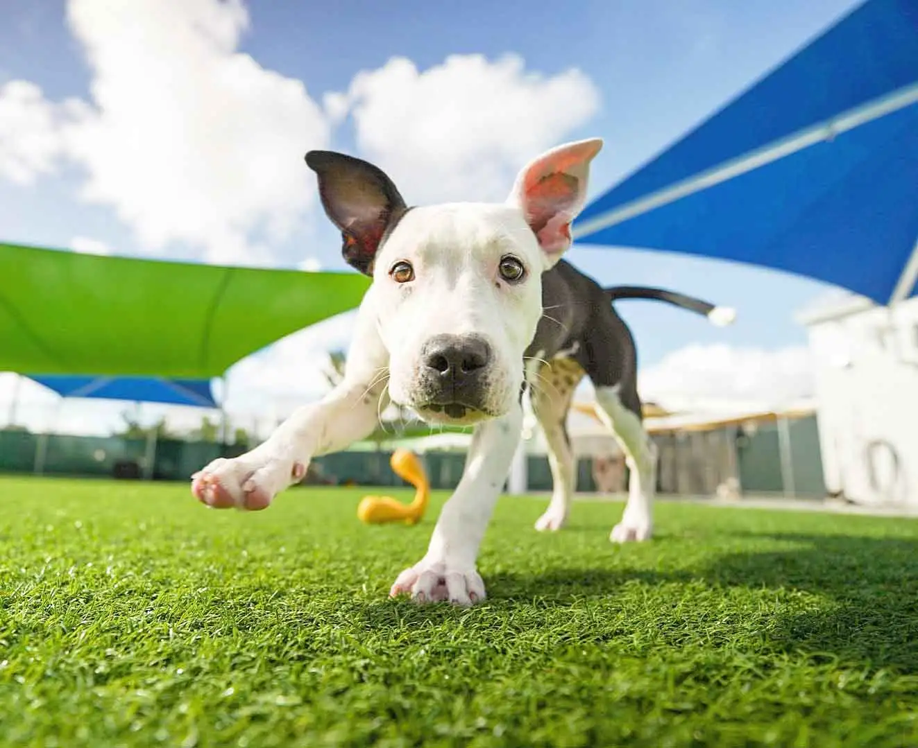 Dog boarding suites at Somi Pet Resort