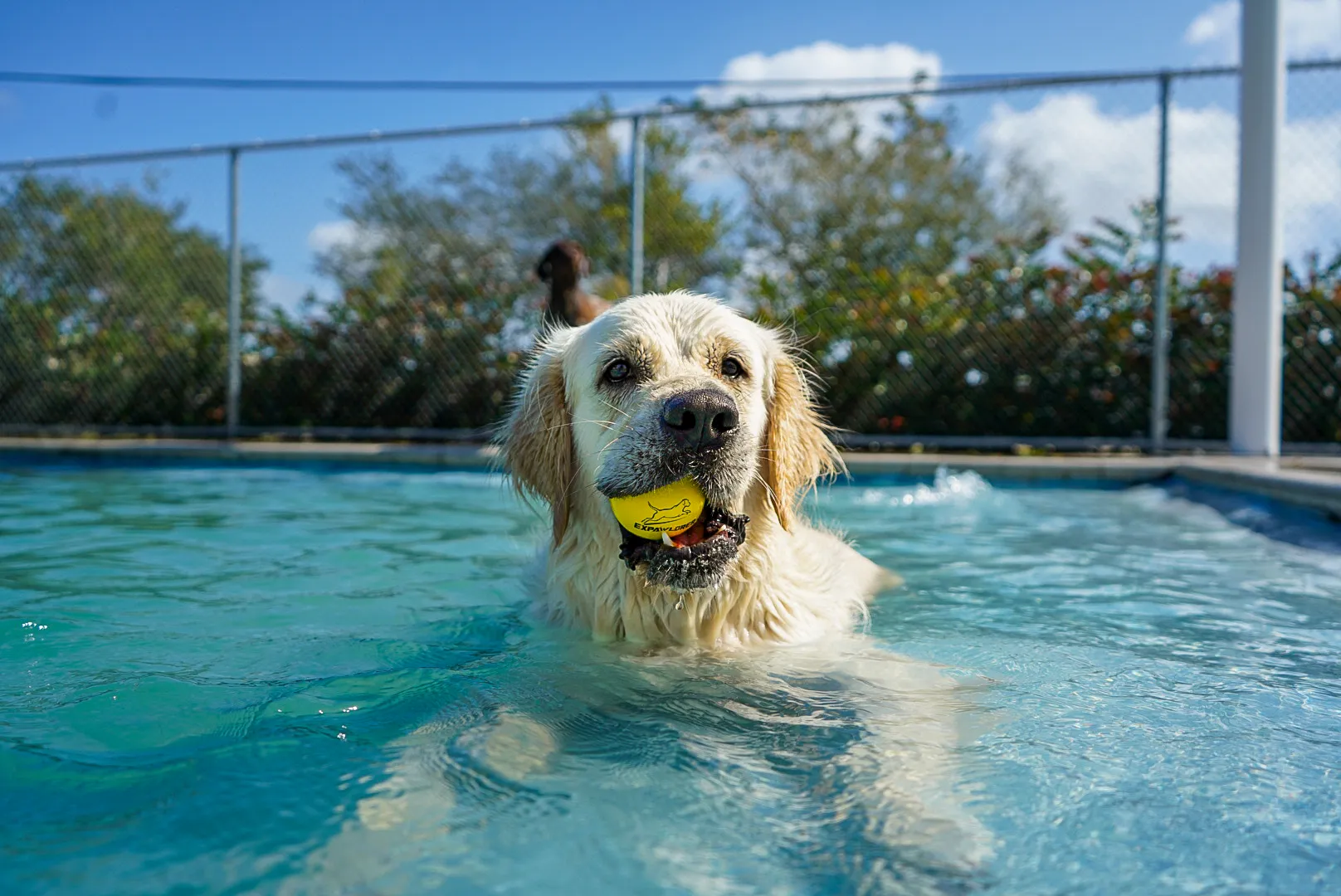 Somi Pet Resort facilities