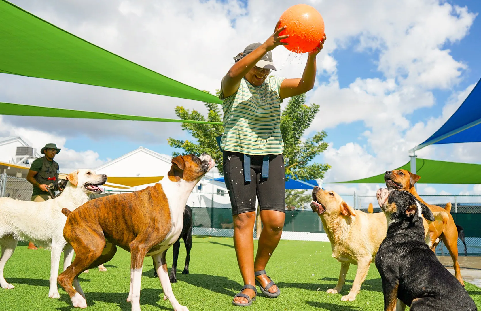 Happy dogs at Somi Pet Resort