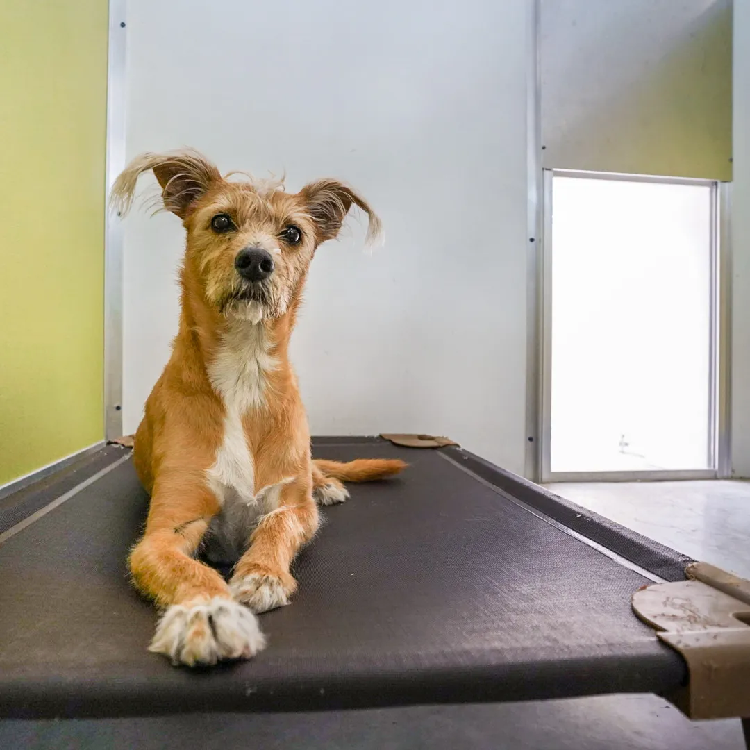 Doggie daycare at Somi Pet Resort