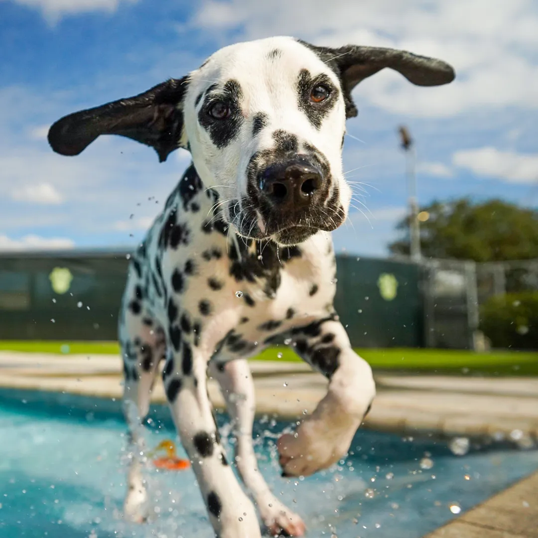 Cat boarding at Somi Pet Resort
