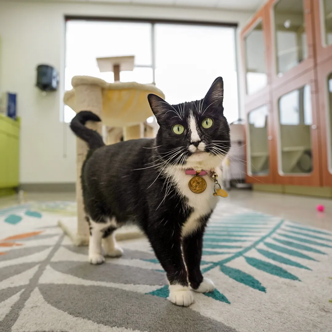 Somi Pet Resort happy pets