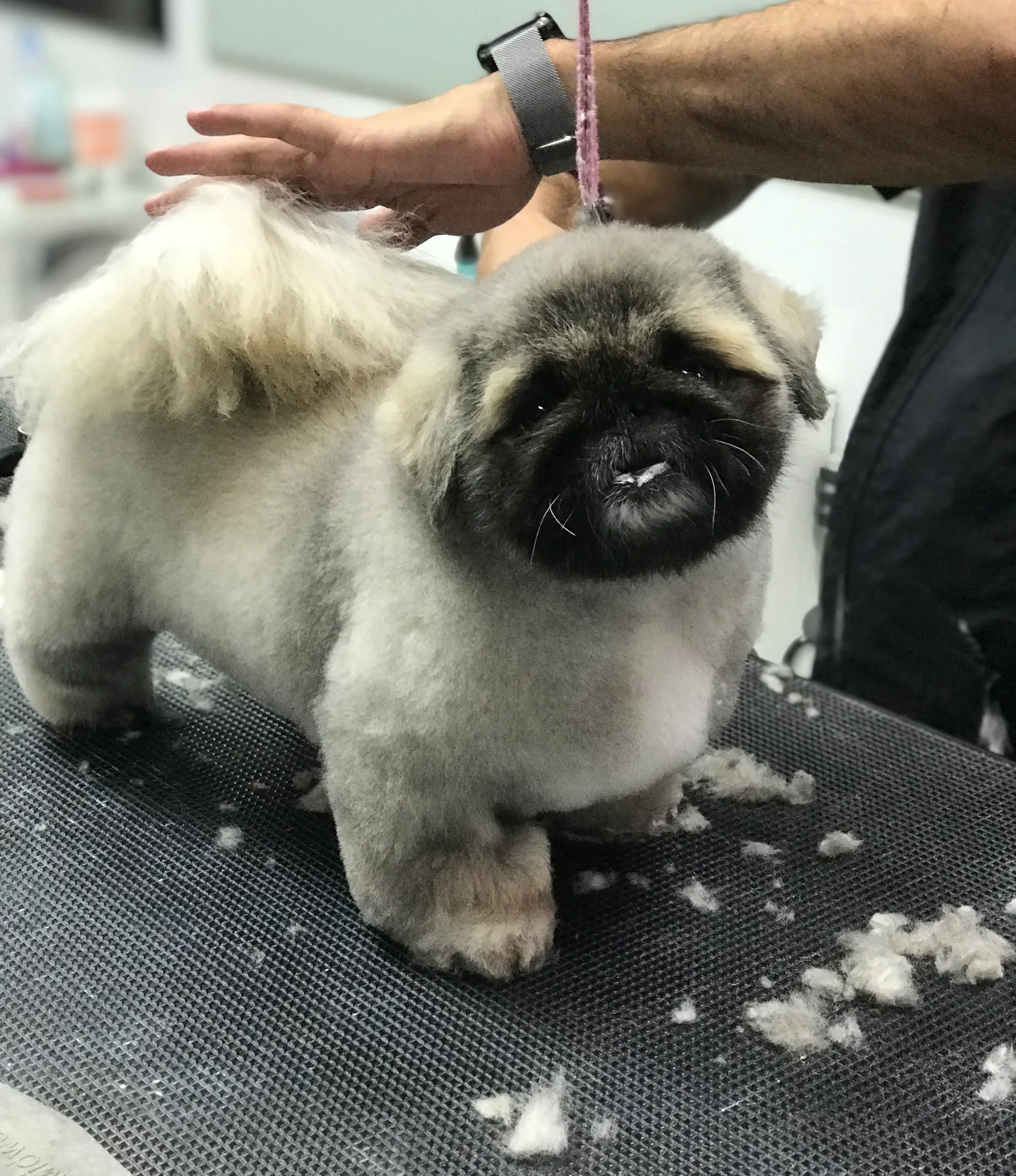 Soul Doggy salon interior