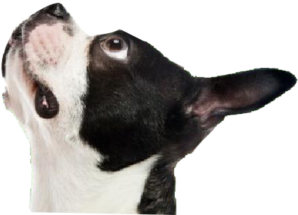 Happy dog at South Boulder Animal Hospital