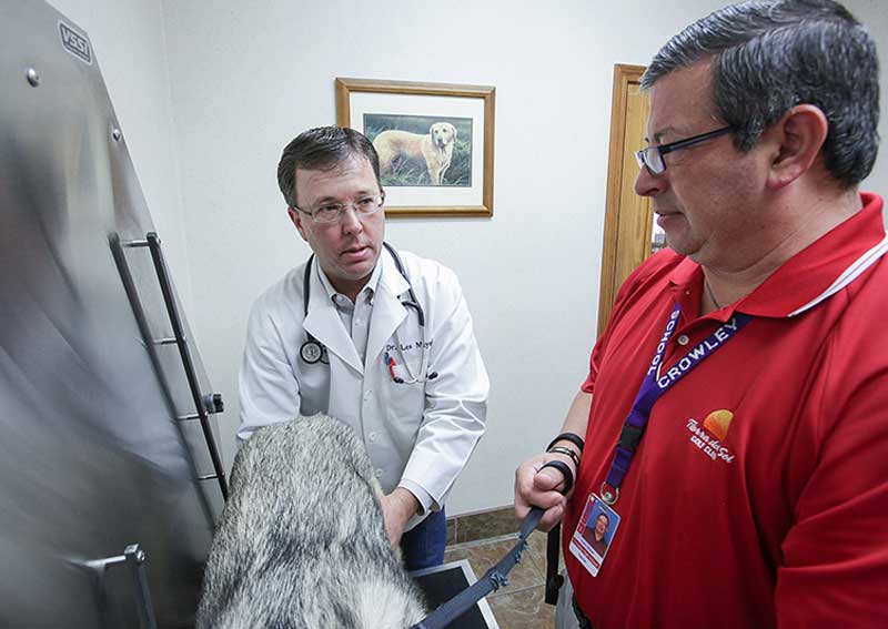 Dog veterinary exams at South Meadow Animal Clinic