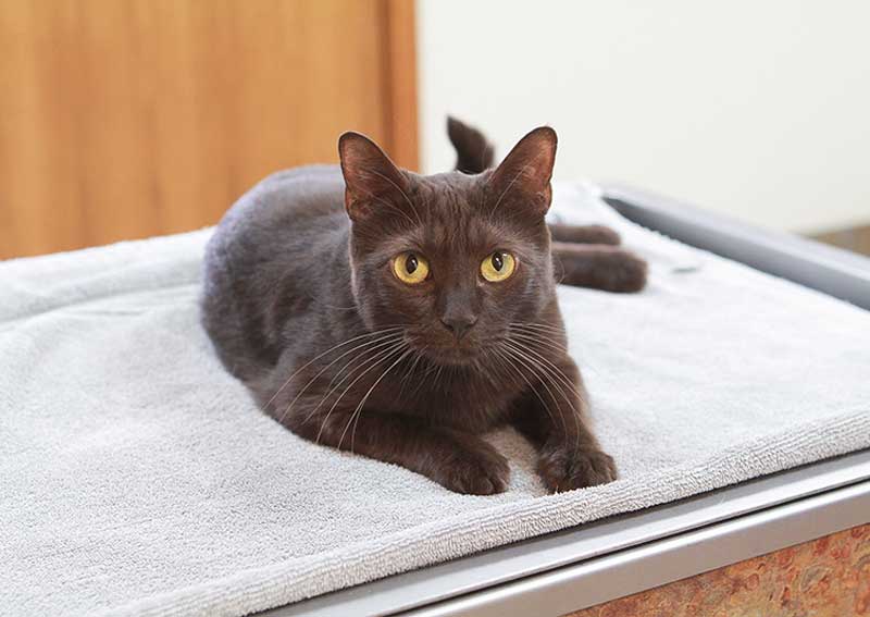 Cat veterinary exams at South Meadow Animal Clinic