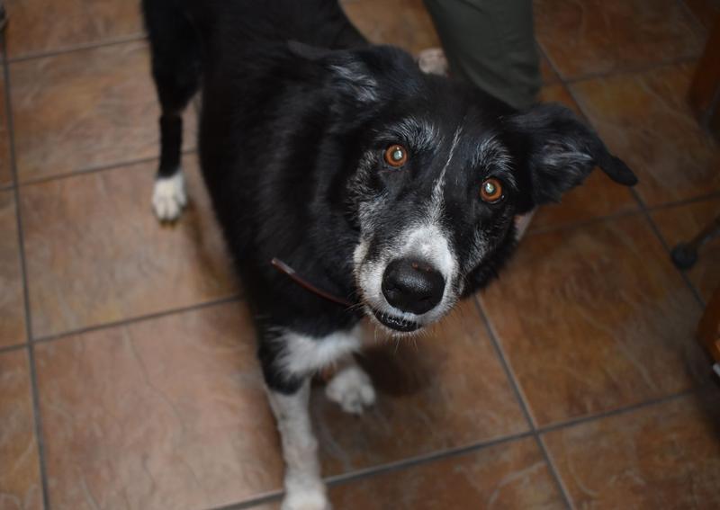 Wayne — South Meadow Animal Clinic Team Member