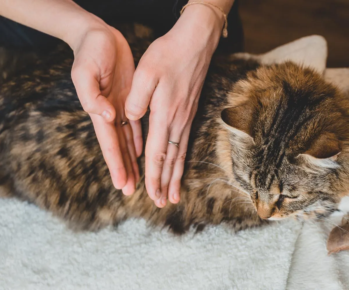 Caring veterinary team