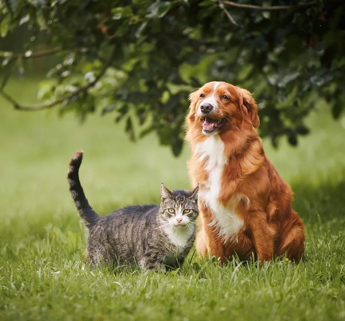Cat and dog together