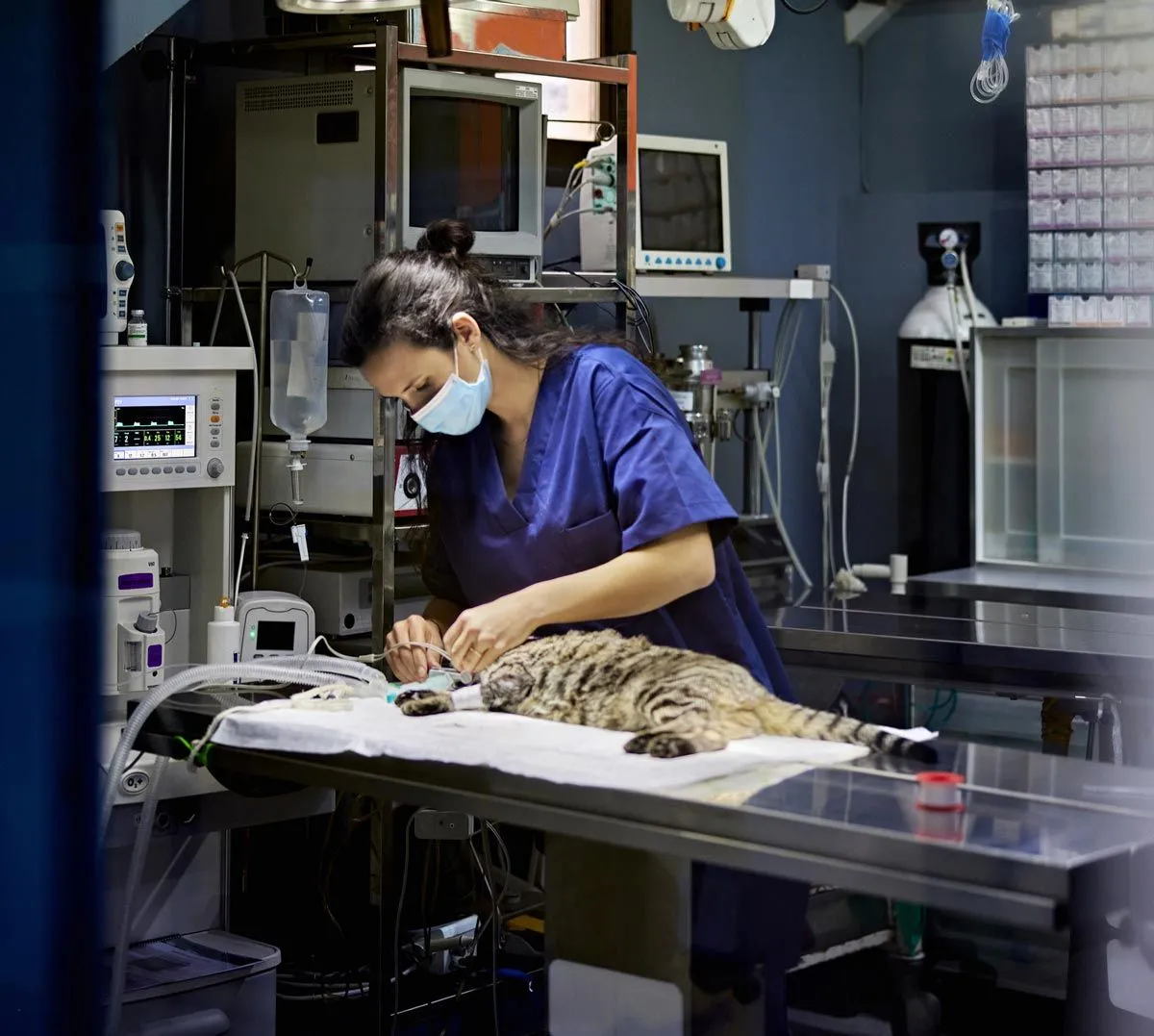 Pet Surgery at South San Diego Veterinary Hospital