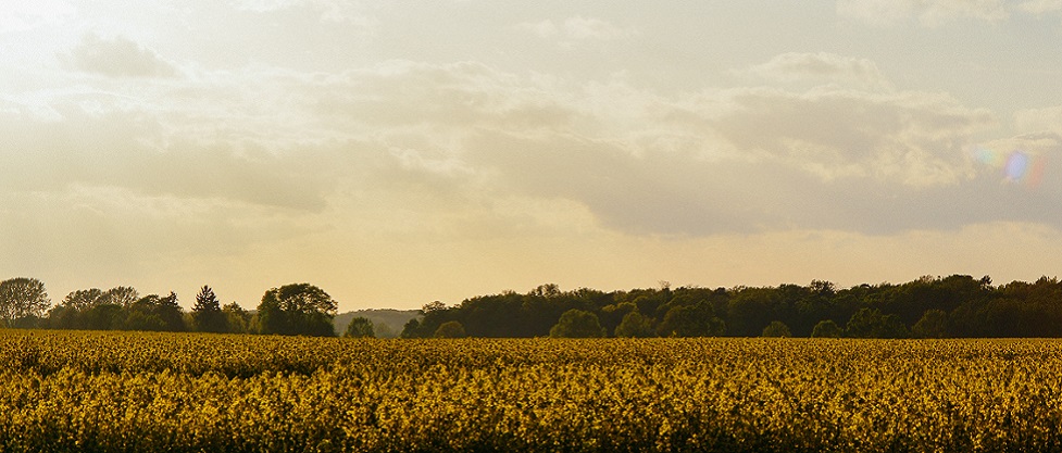 Business law and corporate formation