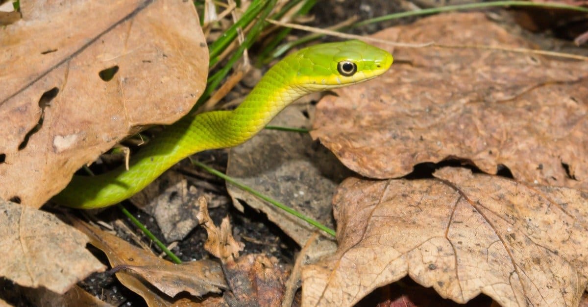 Florida Green Snake